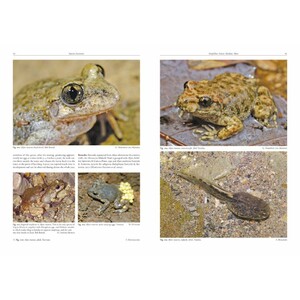 AMPHIBIANS AND REPTILES OF MOROCCO 2