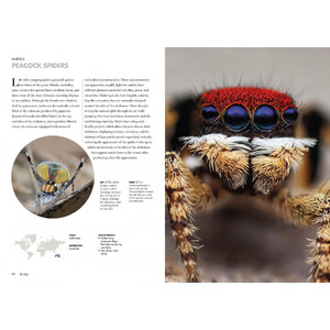 SPIDERS OF THE WORLD. A NATURAL HISTORY_1