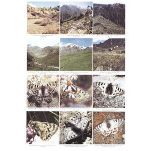 THE BUTTERFLIES OF KYRGYZSTAN 4