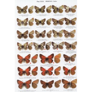 THE BUTTERFLIES OF KYRGYZSTAN 5