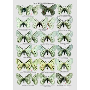 THE BUTTERFLIES OF KAZAKHASTAN_1