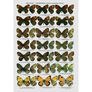 THE BUTTERFLIES OF KAZAKHASTAN 3