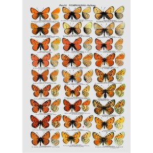THE BUTTERFLIES OF KAZAKHASTAN 4