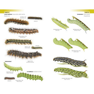 FIELD GUIDE TO THE CATERPILLARS OF GREAT BRITAIN AND IRELAND 3