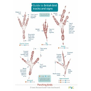GUIDE TO BRITISH BIRDS TRACKS AND SIGNS