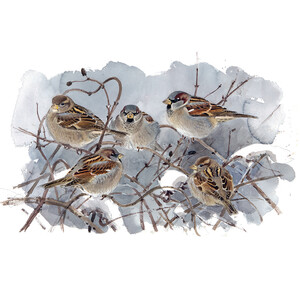 AVES QUE VEO EN INVIERNO 5