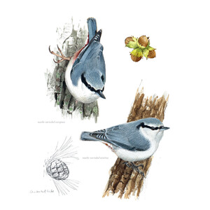 AVES QUE VEO EN INVIERNO 7
