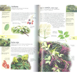 PLANTAS SILVESTRES COMESTIBLES. NUEVA GENERACIÓN DE GUÍAS DE CAMPO_1