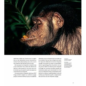 LES CHIMPANZÉS DES MONTS DE LA LUNE 3