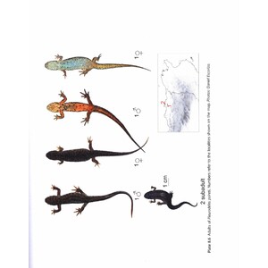 AMPHIBIANS OF NORTH AFRICA_1