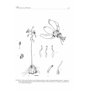 SYSTEMATICS OF DRIMIA, SL. (HYACINTHACEA: URGINEOIDEAE) OF SOUTHERN AFRICA 2