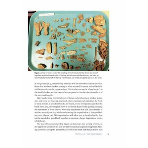 IDENTIFYING &AMP; INTERPRETING ANIMAL BONES. A MANUAL_1