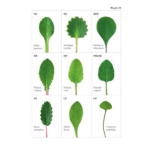 THE VEGETATIVE KEY TO THE BRITISH FLORA. A NEW APPROACH TO NAMING BRITISH &AMP; IRISH VASCULAR PLANTS BASED ON VEGETATIVE CHARACTERS 5