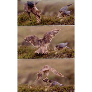 THE  MERLIN 3