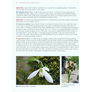 BULBS OF THE EASTERN MEDITERRANEAN 2
