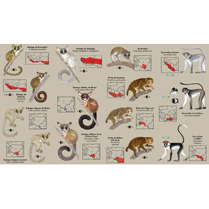 LES PRIMATES D'AFRIQUE DE L'OUEST. GUIDE D'IDENTIFICATION DE POCHE_1