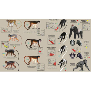 LES PRIMATES D'AFRIQUE DE L'OUEST. GUIDE D'IDENTIFICATION DE POCHE 4