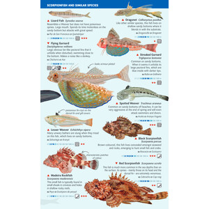 COASTAL FISH OF THE BALEARIC ISLANDS. SEA MINIGUIDE_1