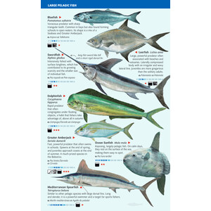OPEN-SEA AND DEEP-WATER FISH OF THE BALEARIC ISLANDS. SEA MINIGUIDE_1
