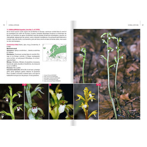 ORCHIDÉES D'EUROPE &AMP; DE MÉDITERRANÉE 3