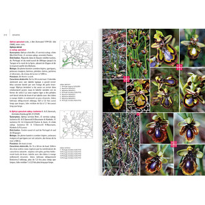 ORCHIDÉES D'EUROPE &AMP; DE MÉDITERRANÉE 4