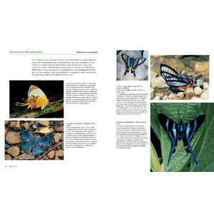 BUTTERFLIES. THEIR NATURAL HISTORY AND DIVERSITY 3