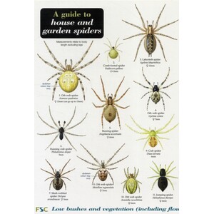 A GUIDE TO HOUSE AND GARDEN SPIDERS
