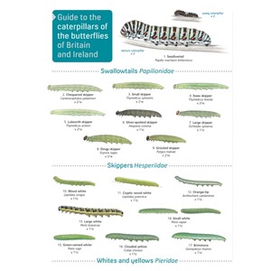 A GUIDE TO CATERPILLARS OF THE BUTTERFLIES OF BRITAIN AND IRELAND