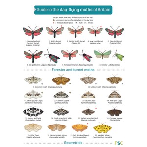 A GUIDE TO THE DAY-FLYING MOTHS OF BRITAIN
