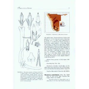 THE APOCYNACEAE OF NAMIBIA 1