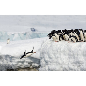 AROUND THE WORLD FOR PENGUINS. WHERE TO SEE ALL THE 18 PENGUIN SPECIES 5