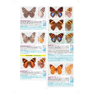 MARIPOSAS DE ARGENTINA_1