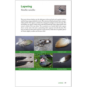 RAPTOR PREY REMAINS. A GUIDE TO IDENTIFYING WHAT'S BEEN EATEN BY A BIRD OF PREY_1