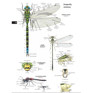 FIELD GUIDE TO THE DRAGONFLIES OF BRITAIN AND EUROPE INCLUDING WESTERN TURKEY AND NORTH-WESTERN AFRICA 5