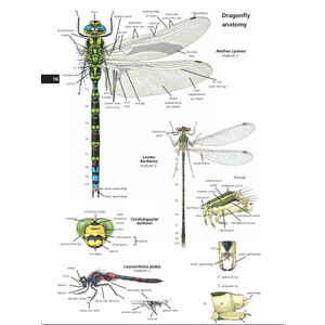 FIELD GUIDE TO THE DRAGONFLIES OF BRITAIN AND EUROPE INCLUDING WESTERN TURKEY AND NORTH-WESTERN AFRICA 5