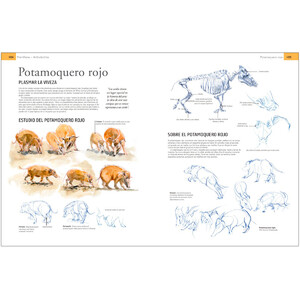 GUÍA DE CAMPO PARA DIBUJAR ANIMALES DEL NATURAL 3