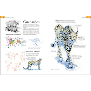GUÍA DE CAMPO PARA DIBUJAR ANIMALES DEL NATURAL 4