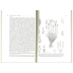 FLORA IBÉRICA. VOL. XIX GRAMINEAE (PARTIM 1)_1