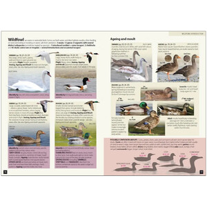 EUROPE'S BIRDS. AN IDENTIFICATION GUIDE_1