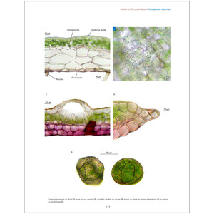LES BRYOPHYTES DE FRANCE TOME 1. ANTHOCÉROTES ET HÉPATIQUES 3