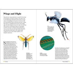 WASPS. THE ASTONISHING DIVERSITY OF A MISUNDERSTOOD INSECT 3