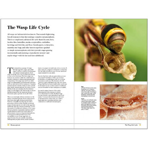 WASPS. THE ASTONISHING DIVERSITY OF A MISUNDERSTOOD INSECT 4