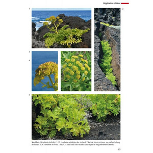 FLORE ET VÉGÉTATION DE L'ÎLE D'EL HIERRO CANARIES 3