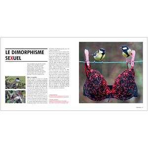 SEXE ET SEDUCTION CHEZ LES OISEAUX 4