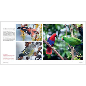 SEXE ET SEDUCTION CHEZ LES OISEAUX 5