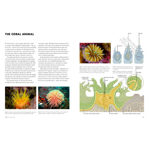 CORAL REEFS: A NATURAL HISTORY. AN ILLUSTRATED LOOK AT CORALS FROM AROUND THE WORLD 3