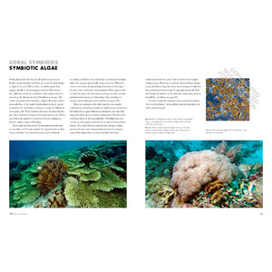 CORAL REEFS: A NATURAL HISTORY. AN ILLUSTRATED LOOK AT CORALS FROM AROUND THE WORLD 4