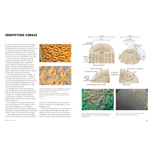 CORAL REEFS: A NATURAL HISTORY. AN ILLUSTRATED LOOK AT CORALS FROM AROUND THE WORLD 5