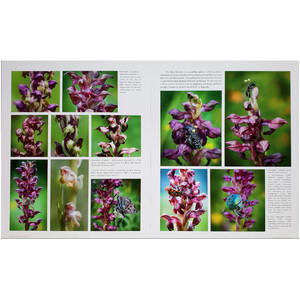 ORCHIDS OF ROMANIA 3