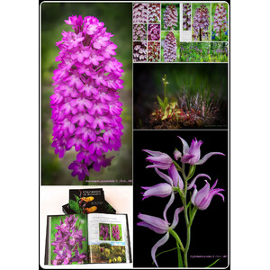 ORCHIDS OF ROMANIA 4